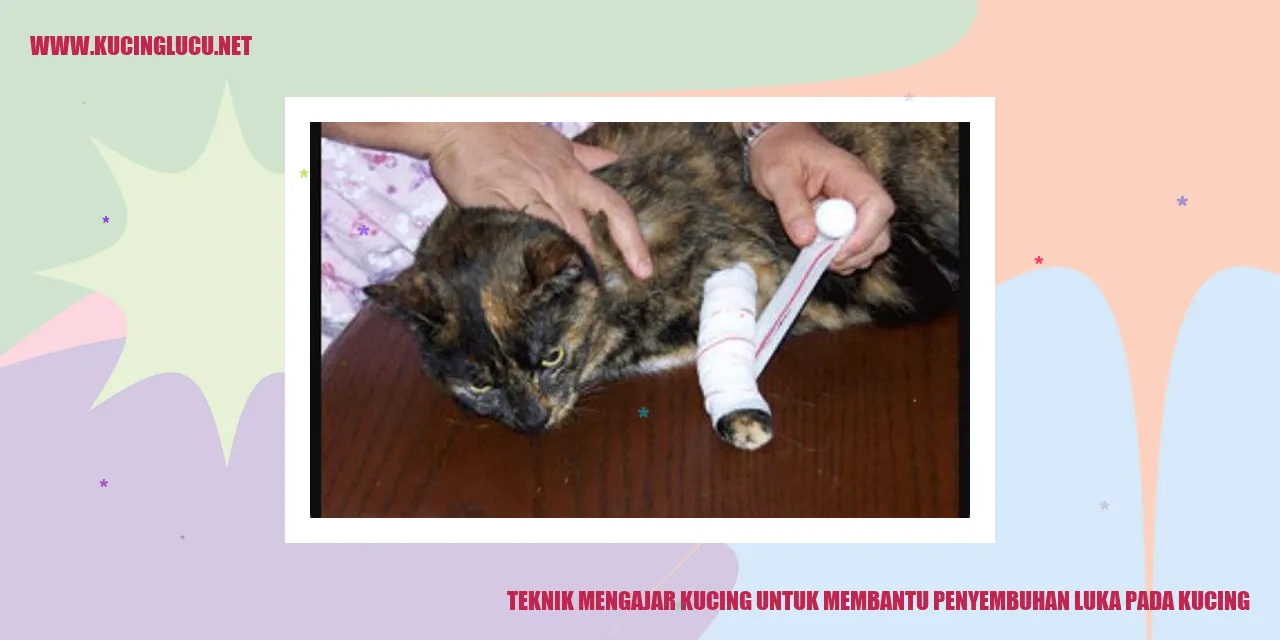 Kucing dengan luka