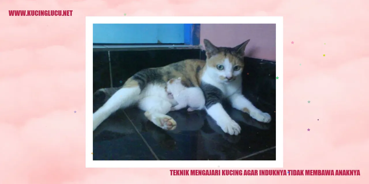 Teknik Mengajari Kucing agar Induknya Tidak Membawa Anaknya