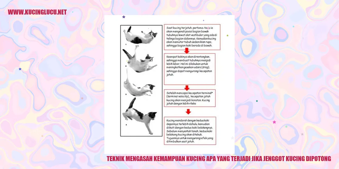 Kucing dengan jenggot yang dipangkas