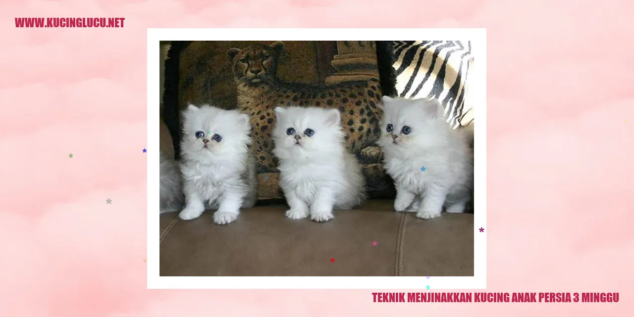 Kucing Anak Persia