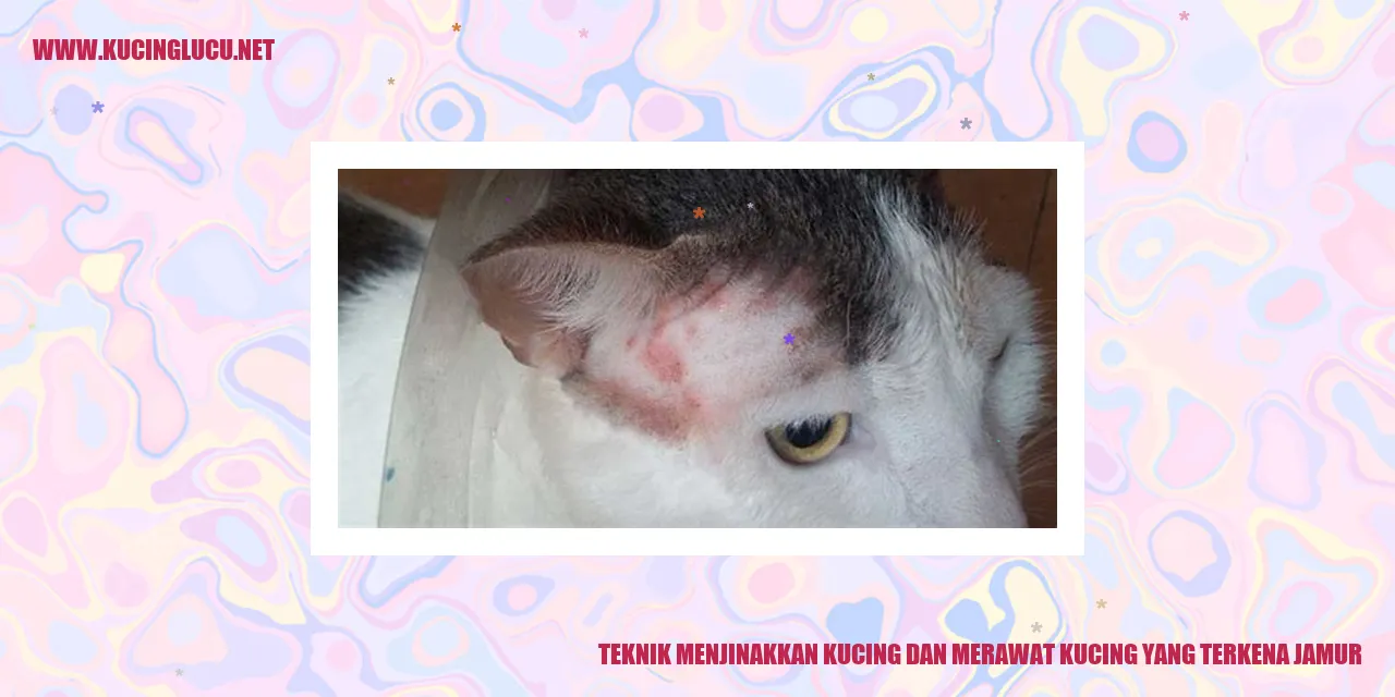 Kucing jamuran