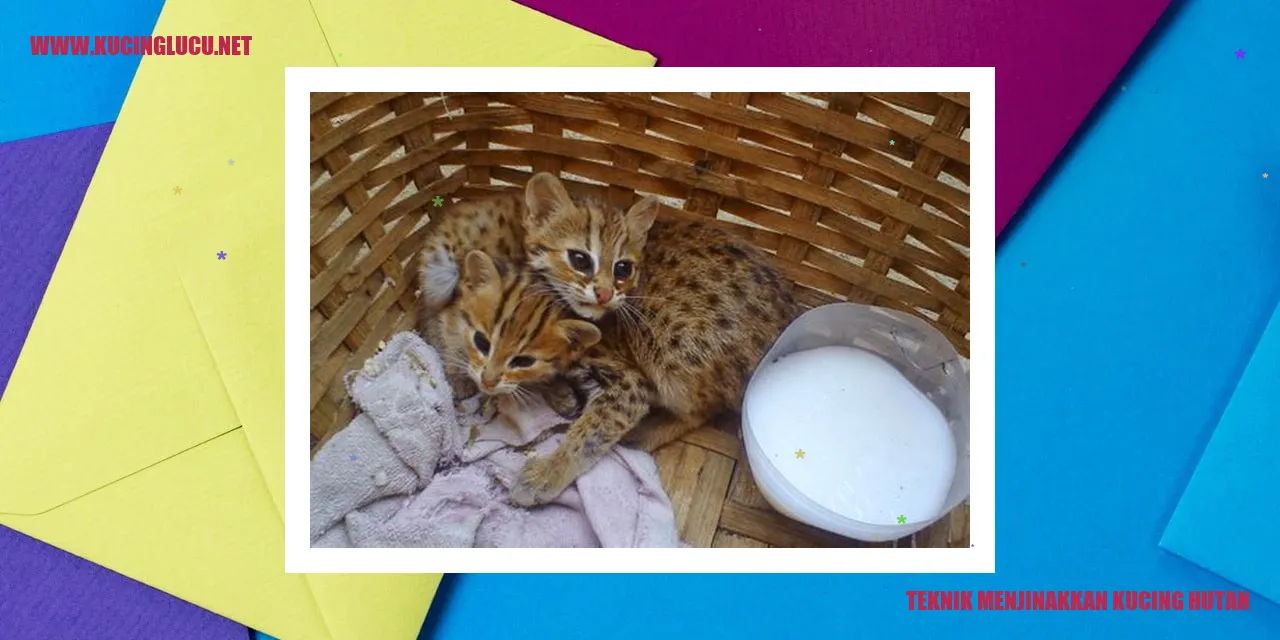Kucing Hutan