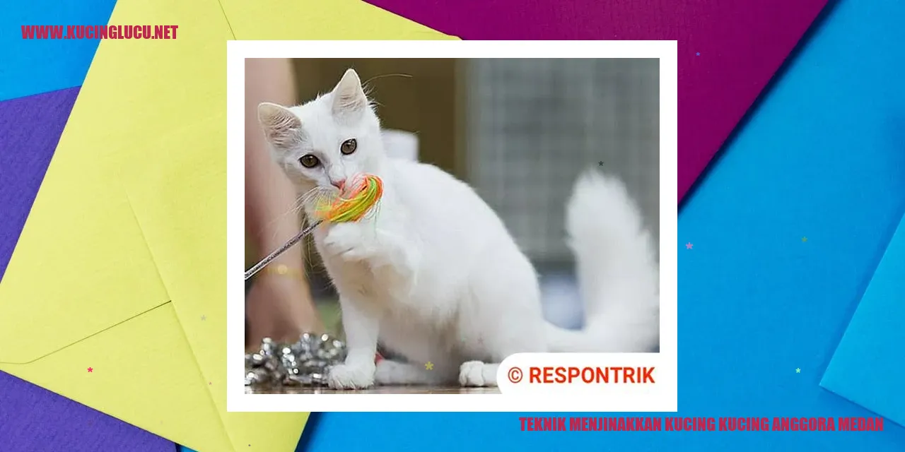 Kucing Anggora Medan