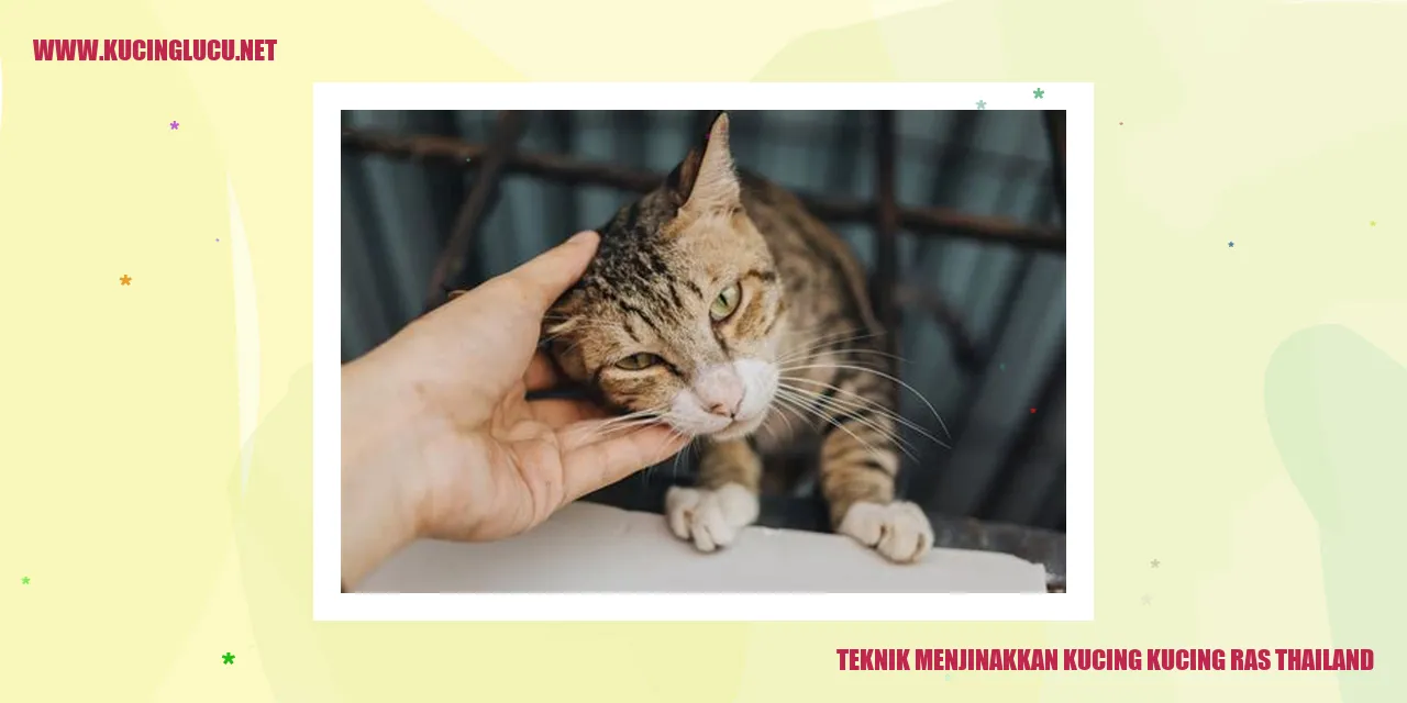 Kucing Thai
