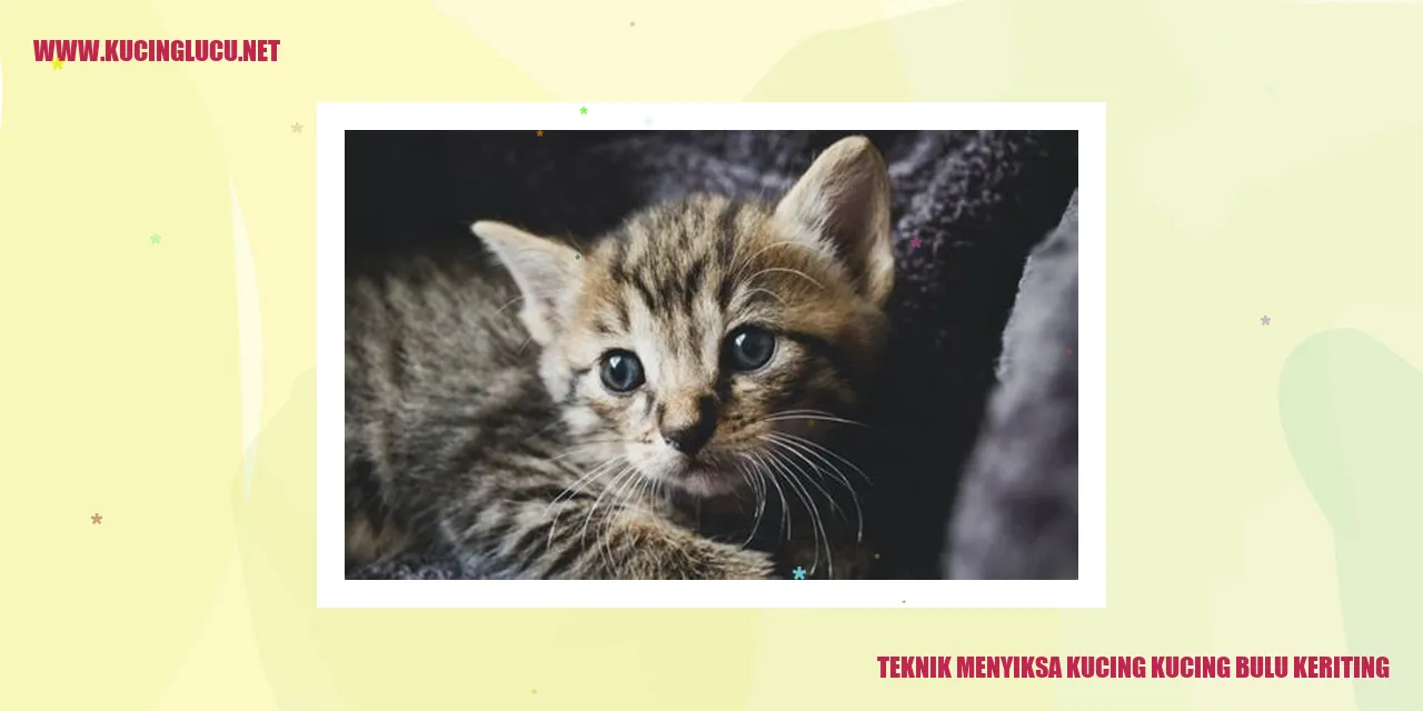 Kucing Bulu Keriting