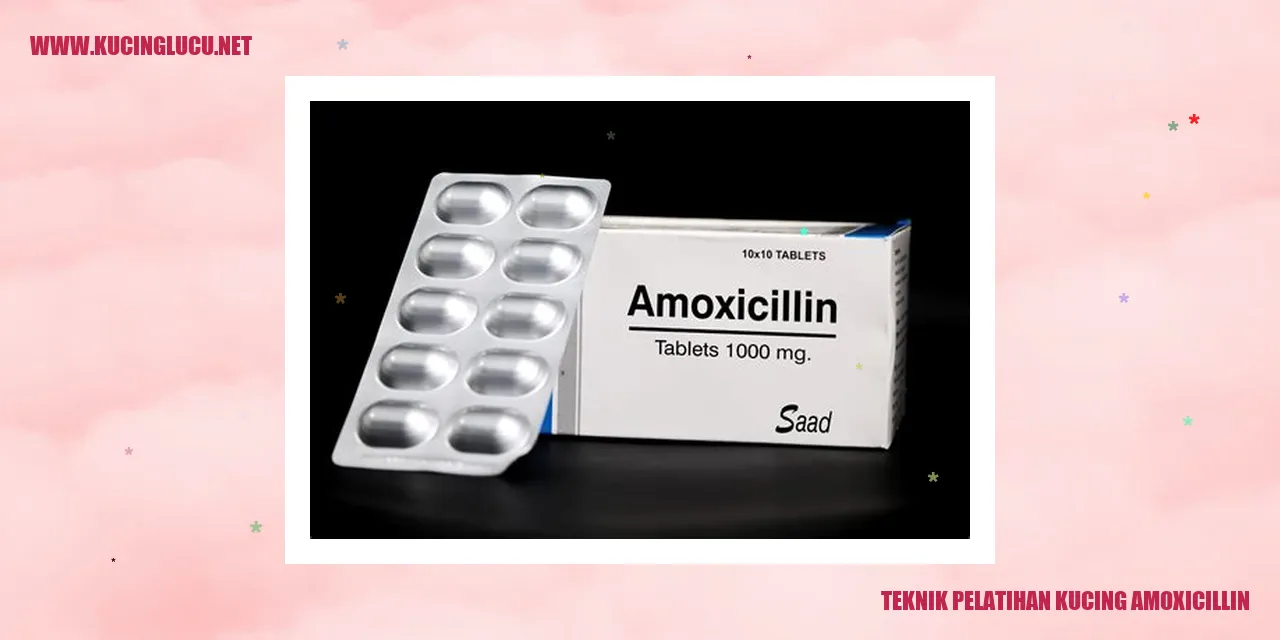Metode Melatih Kucing Mengonsumsi Amoxicillin