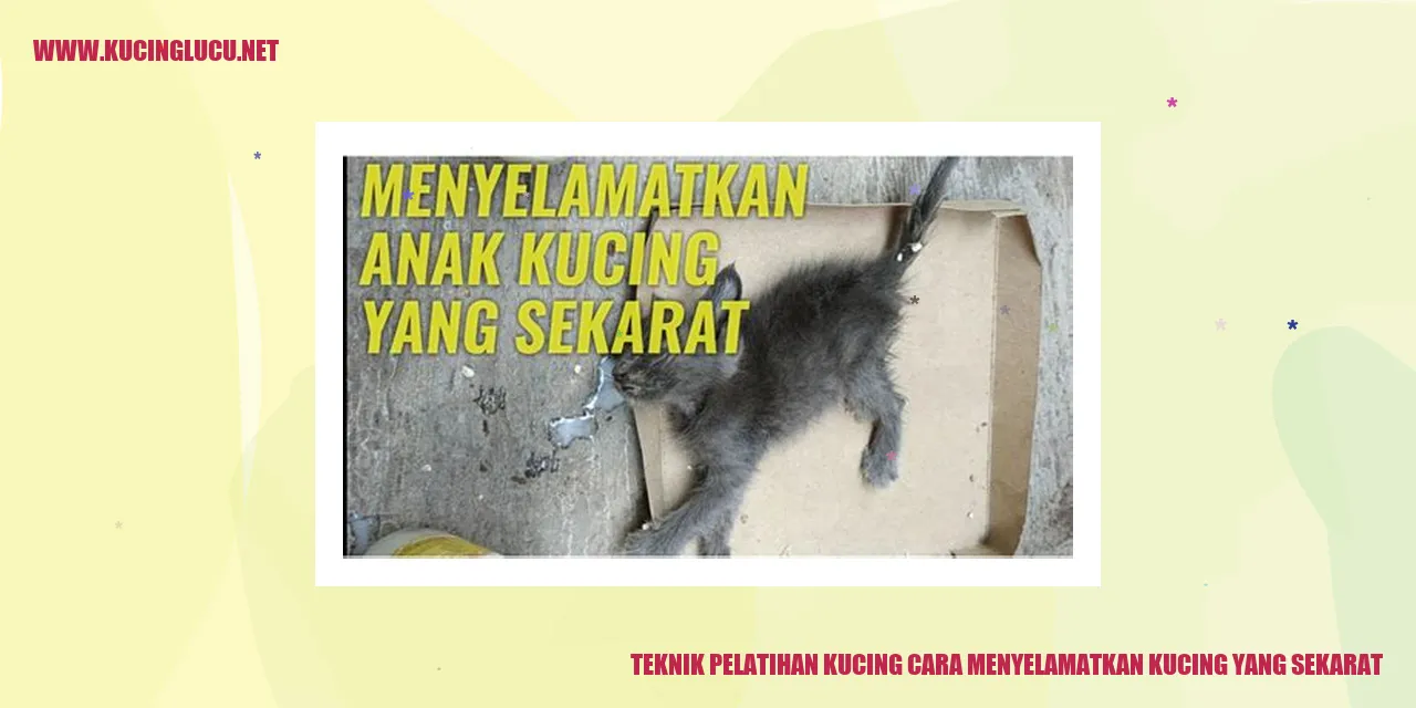 Gambar Kucing Terlantar