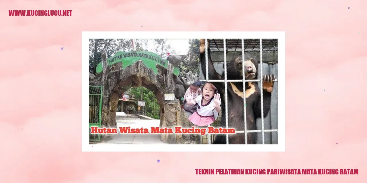 Teknik Pelatihan Kucing pariwisata mata kucing batam