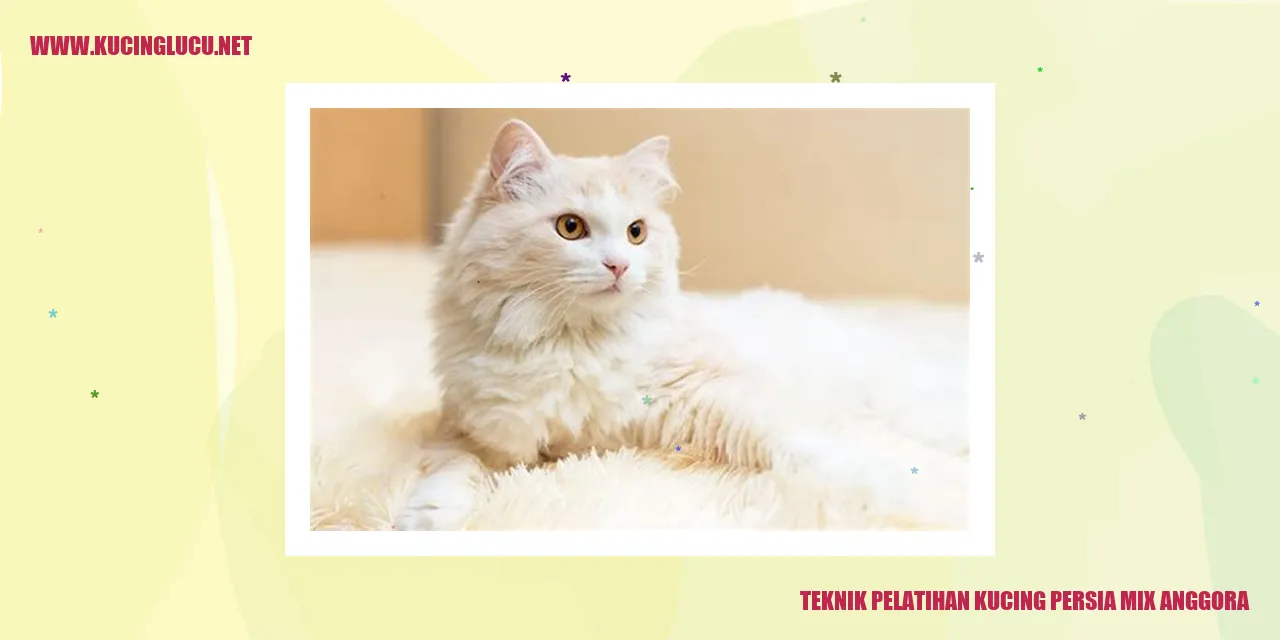 Kucing Persia Mix Anggora