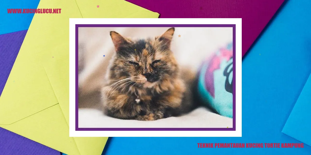 Gambar kucing tortie kampung