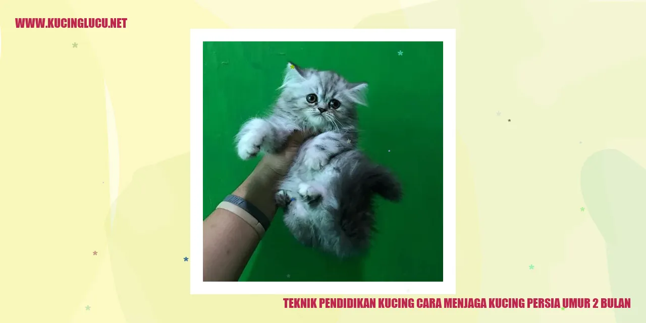 Gambar Kucing Persia Usia 2 Bulan