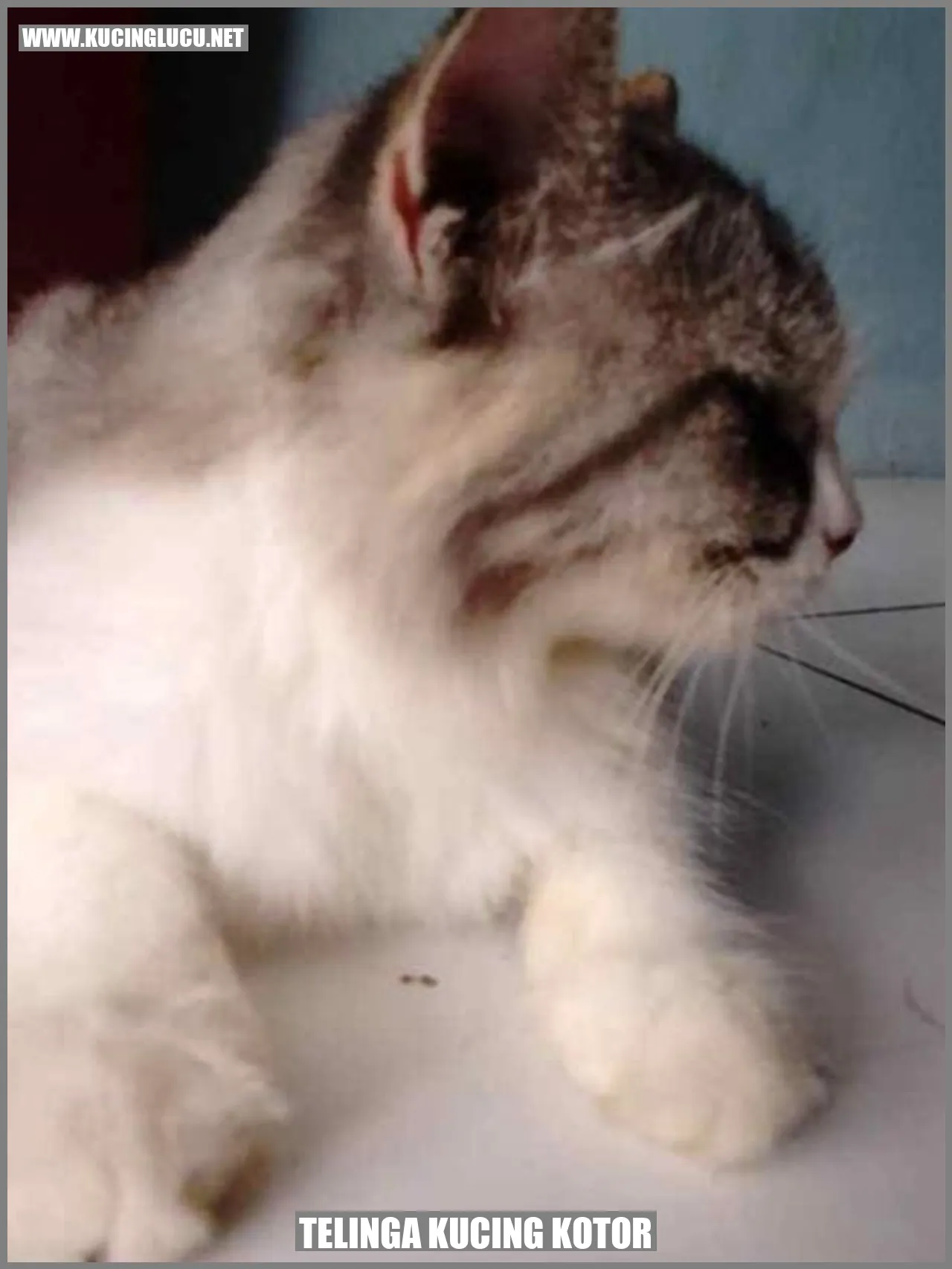 Kucing dengan telinga kotor