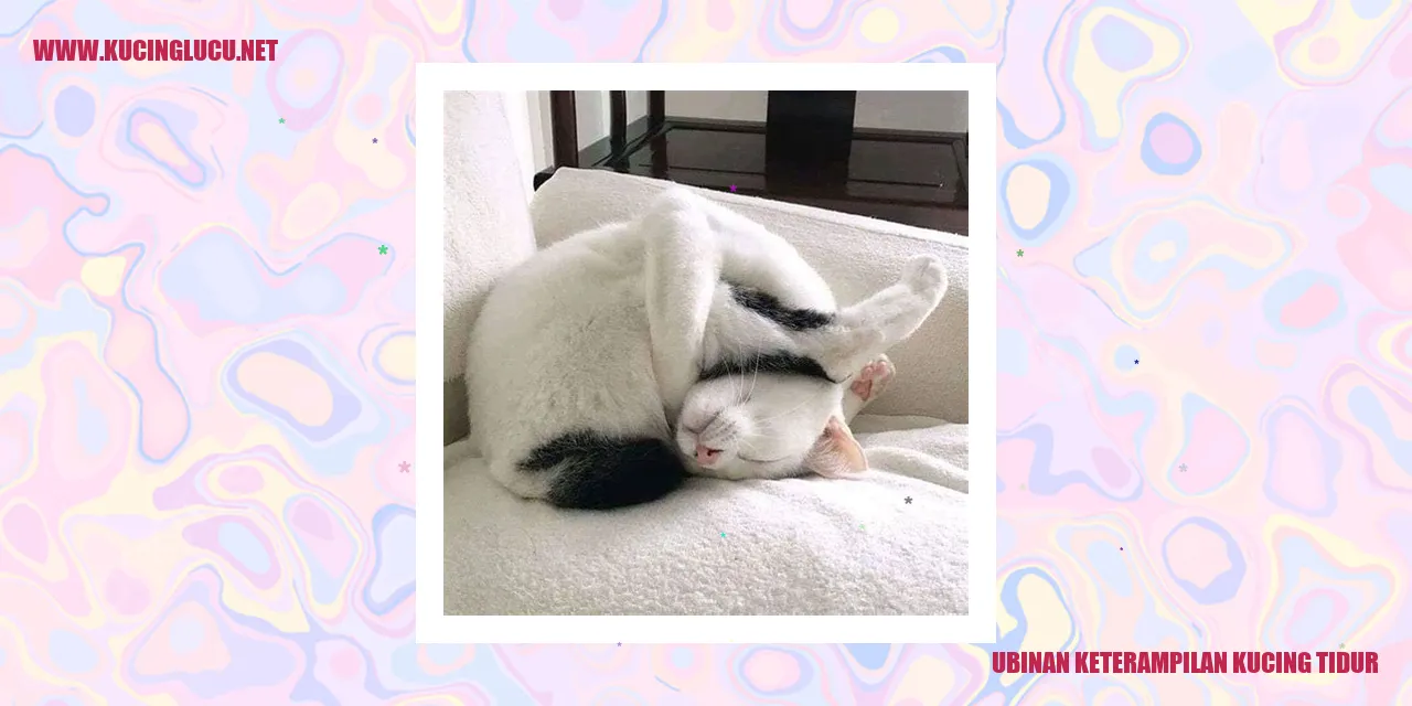 Foto lucu kucing tidur
